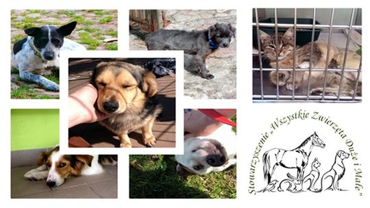 Adoptuj zwierzaka z łomżyńskim stowarzyszeniem - FOTO