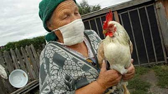 Afrykański pomór świń. Ptasia grypa. Służby weterynaryjne apelują o wsparcie 