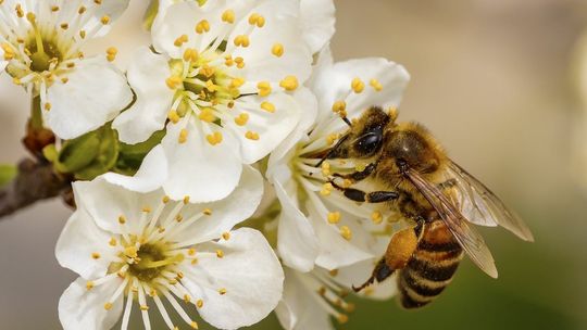 Bez pszczół nie byłoby życia. 20 maja obchodzimy ich święto 