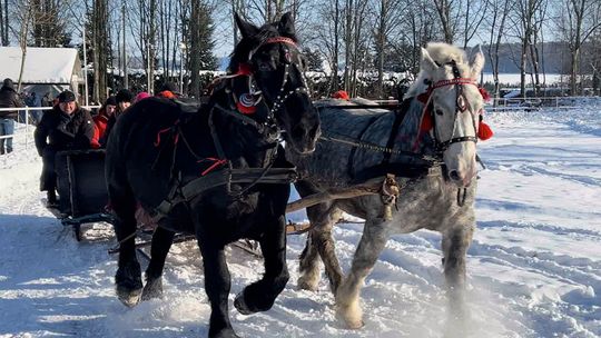 Bezpieczne ferie w Kisielnicy. Kulig, edukacja i promocja regionalnego ośrodka jeździectwa [VIDEO]