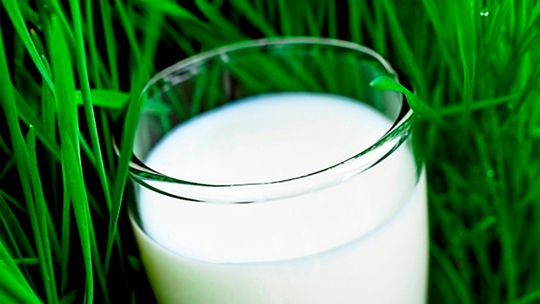  Białe mleko z zielonej trawy
