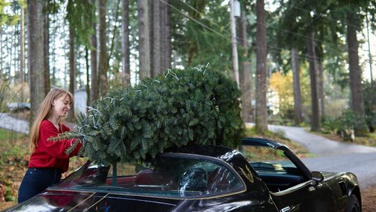 Choinka na dach i… mandat. Jak przewozić bożonarodzeniowe drzewko bez narażania kieszeni?