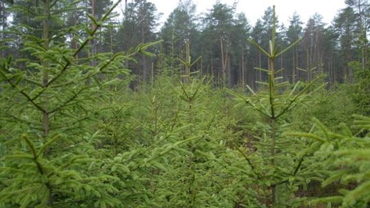 Choinki prosto z lasu. Naturalne Święta!