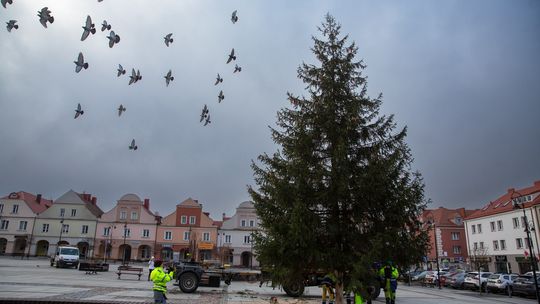 Choinko ma, choinko ma, jak śliczne masz gałązki - ośmiometrowe drzewko stanęło na Starym Rynku [VIDEO]