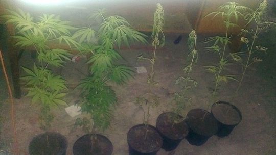 Coraz więcej narkotyków w Łomży?