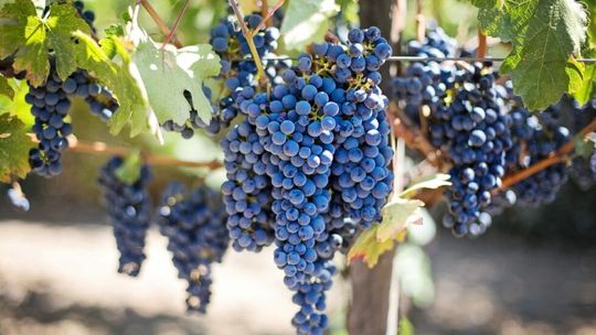 „Czy Podlasie może być drugą Toskanią? Konferencja o uprawie winorośli