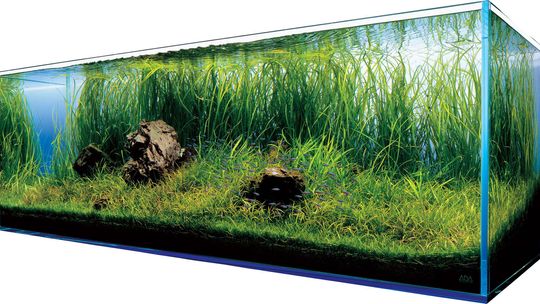 Dlaczego warto mieć akwarium w domu?