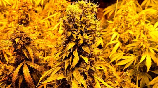 Domowa uprawa konopi zlikwidowana - VIDEO