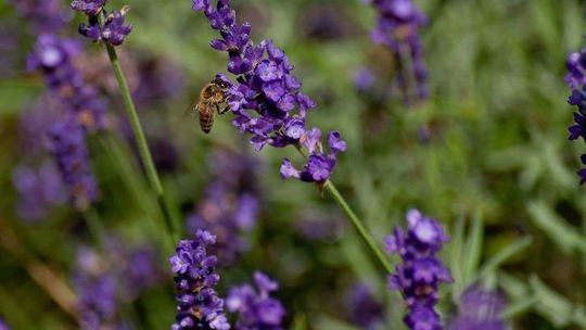 Domowe sposoby na komary i kleszcze. Wśród nich środek na bazie lawendy Domowe sposoby na komary i kleszcze. Wśród nich środek na bazie lawendy
