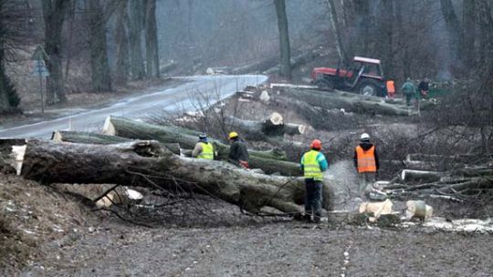 Drzewa nie wybaczają...