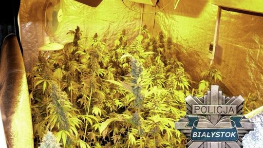 Dwóch mieszkańców Grajewa uprawiało marihuanę w Białymstoku