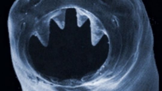 Dzioby, zęby, pazury. Natura ma nas dość