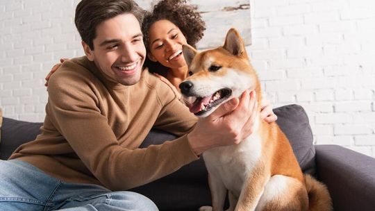 Hotel dla psów Białystok – jak wybrać najlepsze miejsce dla swojego pupila