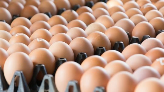 Jajka z salmonellą. Producent zwraca pieniądze, są niebezpieczne dla zdrowia