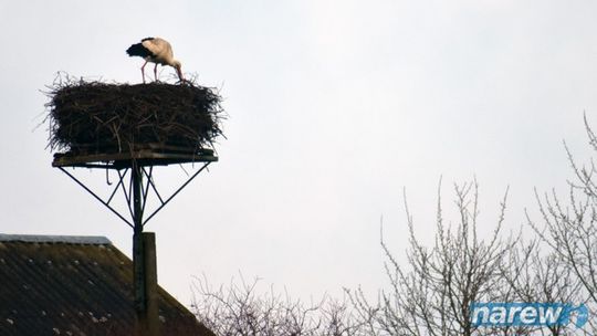 Jest bocian, jest wiosna 