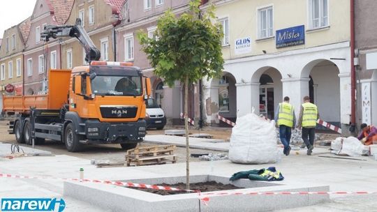 Klony kuliste rosną już na Starym Rynku - VIDEO