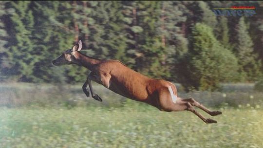 Kolno - wystawa fotografii Sylwestra Nicewicza - VIDEO