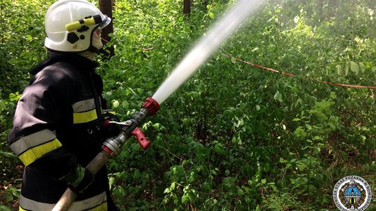 Las w ogniu. Kilkudziesięciu strażaków w akcji na ćwiczeniach [VIDEO i FOTO] 