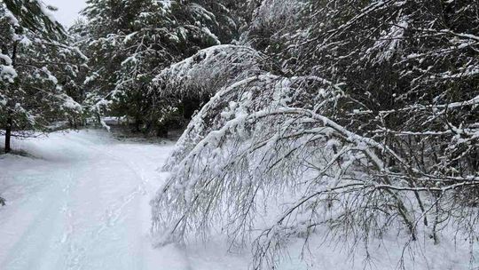 Leśnicy ostrzegają: zimą czai się okiść. Może być groźny dla ludzi