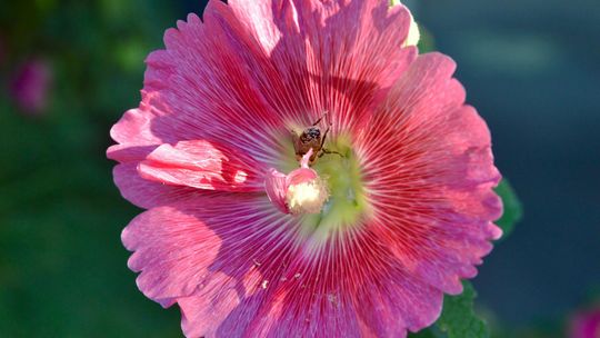 Lubiane kwiaty w stylu retro: słoneczniki, łubin, malwy, onętki, cynie i nasturcje