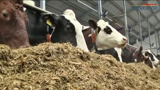 Mlekpol - najwięksi producenci mleka - VIDEO