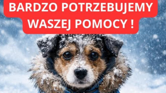 Mróz nie pyta. Zima w schronisku i próba ludzkiej wrażliwości