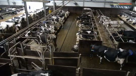 Najwięksi dostawcy mleka do Mlekpolu - VIDEO