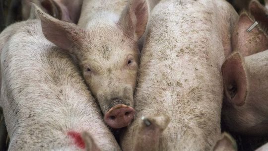 Nieoprocentowana pożyczka dla producentów świń z terenów ASF