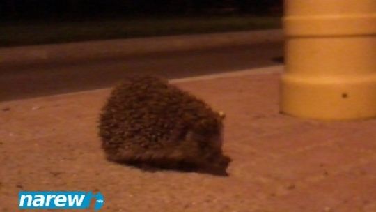 Nocne życie zwierząt w Łomży.