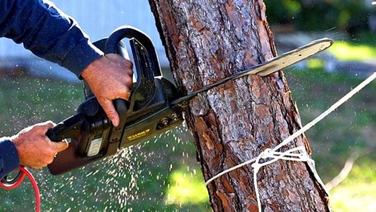 Nowe zasady usuwania drzew i krzewów z prywatnych działek