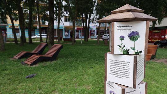 Nowy park lawendowy w Białymstoku