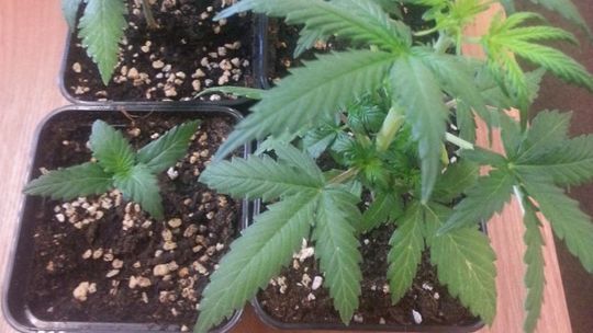 Odpowie za posiadanie marihuany i uprawę konopi