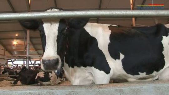 Otwarcie nowoczesnej obory udojowej w Ciemnoszyjach- VIDEO