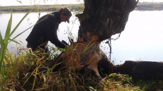 Pierwsze drzewa zabezpieczone przed bobrami