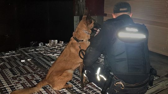 Pies wskazał miejsce ukrycia 17 tys. paczek papierosów