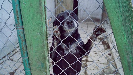 Pieski z łomżyńskiego schroniska walczą z kleszczami