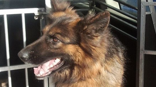 Podejrzanych wytropił Ekler