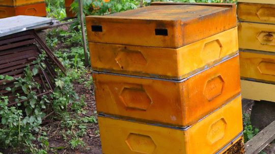 Podlaski Produkt Lokalny. Pasieki na skraju lasu (Krzewo-Plebanki)