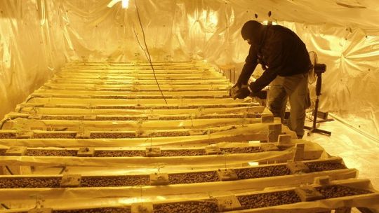 Policja zlikwidowała fabrykę marihuany.