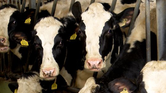 Ponad milion litrów mleka od jednego gospodarstwa dla Mlekpolu [VIDEO]