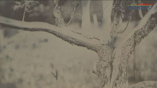 &quot;Powiedz życzenie&quot; Monika Kryszczyńska - wystawa - VIDEO