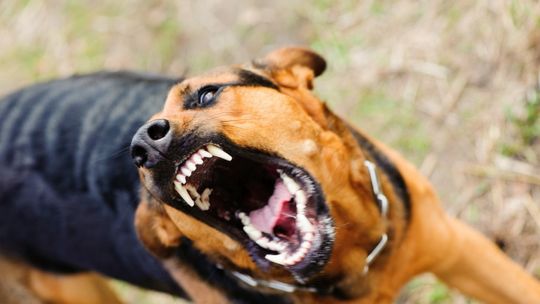 Psycholog psów wyjaśnia, jak bronić się przed atakiem agresywnego czworonoga