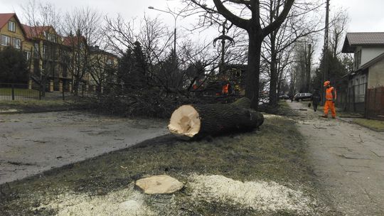 Remonty dróg w Łomży rozpoczęły się wycinką kilkudziesięciu drzew