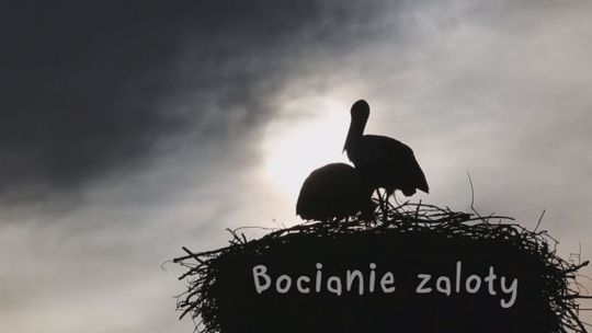 Romantyczna atmosfera wokół bocianiego gniazda - VIDEO