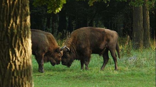 Równo 80 lat temu powstał Białowieski Park Narodowy