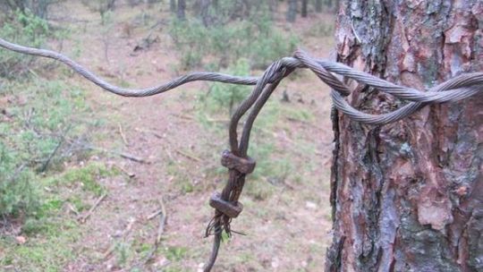 Straż Leśna z Nadleśnictwa Łomża zatrzymała kłusownika