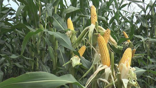 Święto „księżniczki polskich pól” - VIDEO