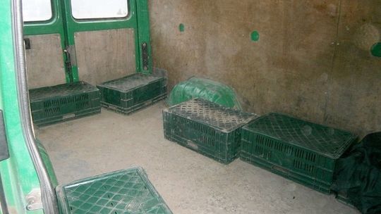 Trzyosobowym busem przewoził 16 osób