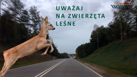 UWAGA zwierzęta na drodze [VIDEO]