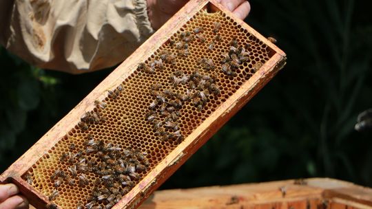 VII edycja konkursu „Wojewódzki konkurs wiedzy o pszczelarstwie”